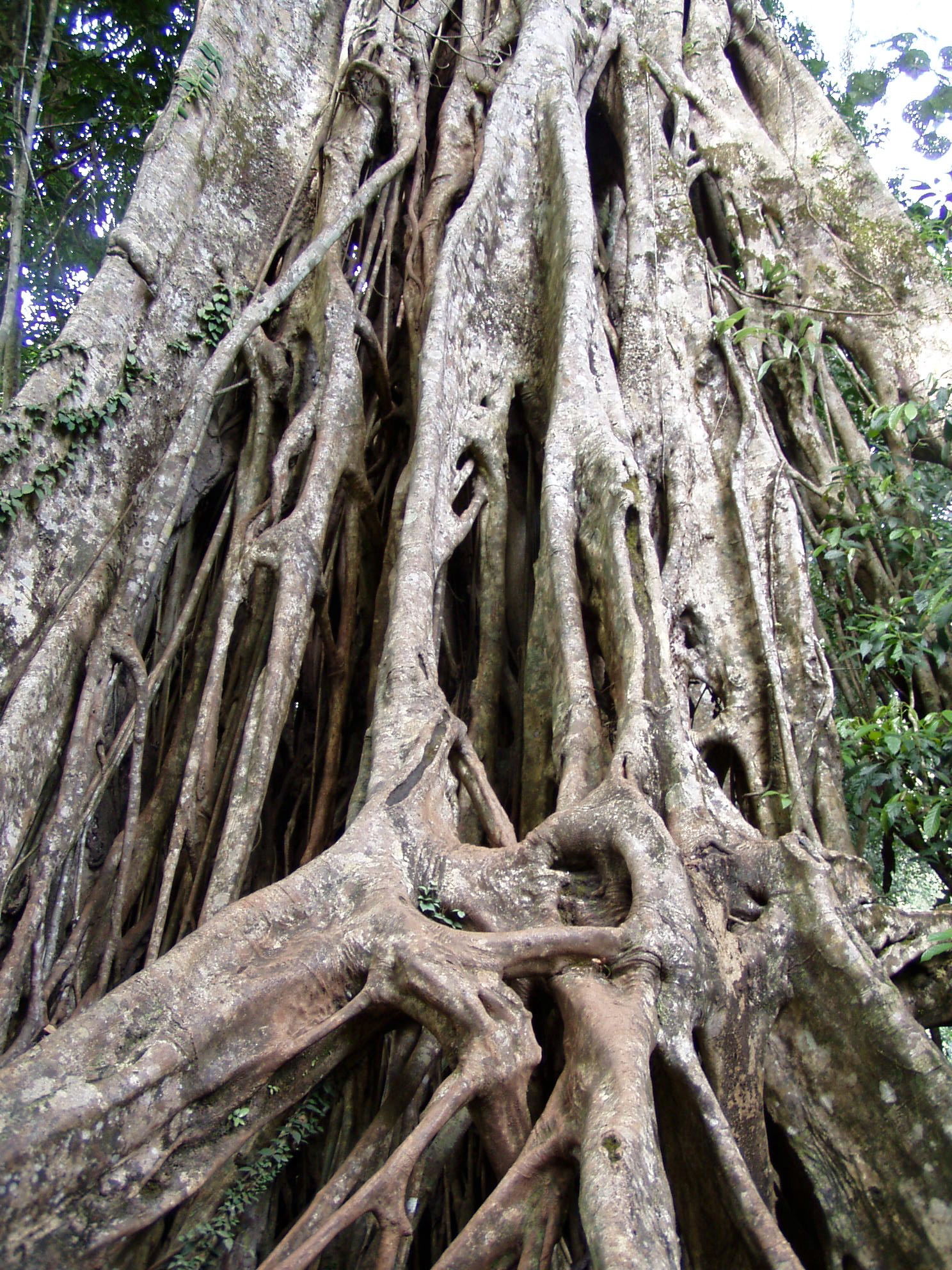 ein gigantischer Ficus.jpg