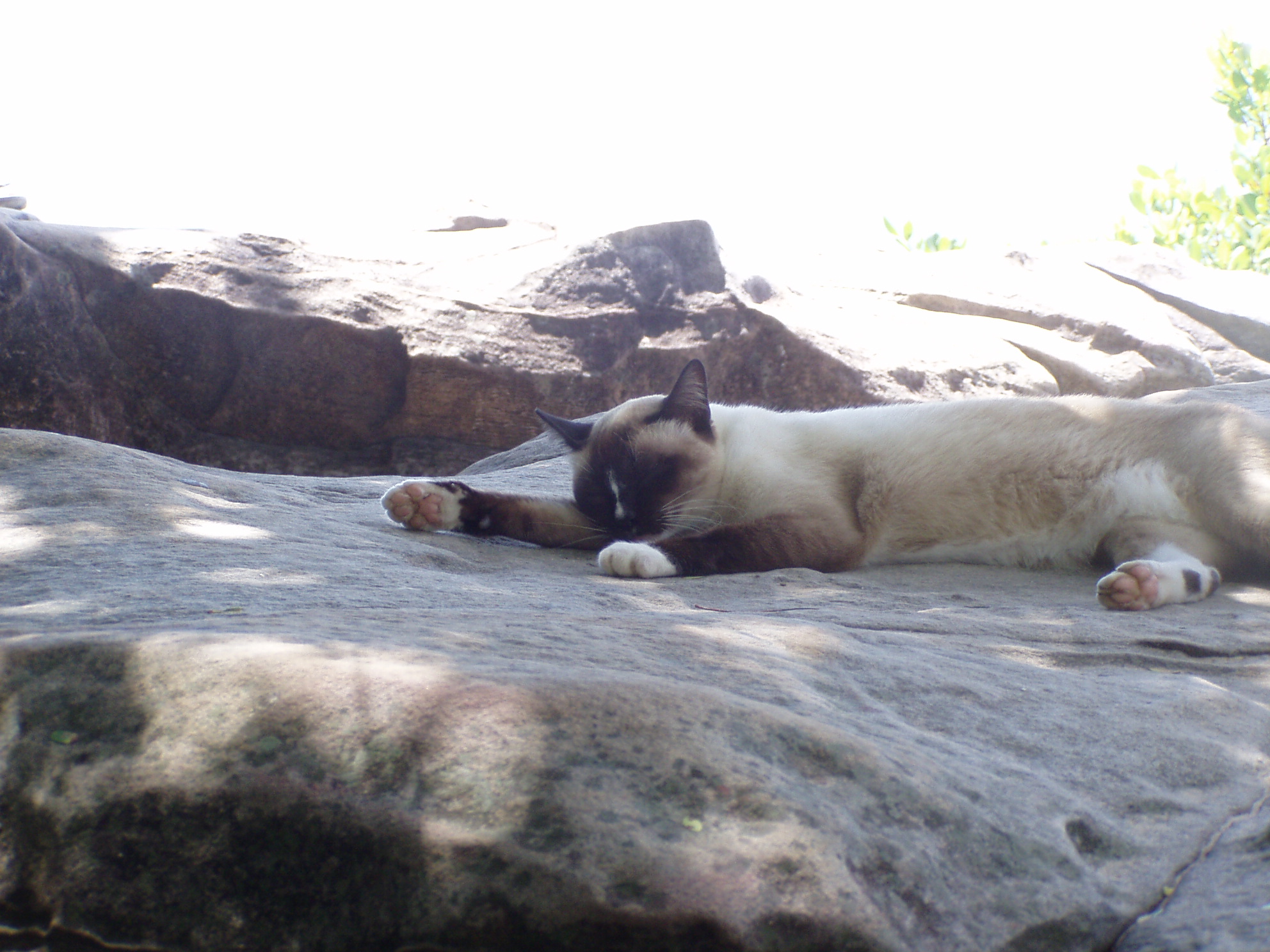 eine Siamkatze.JPG