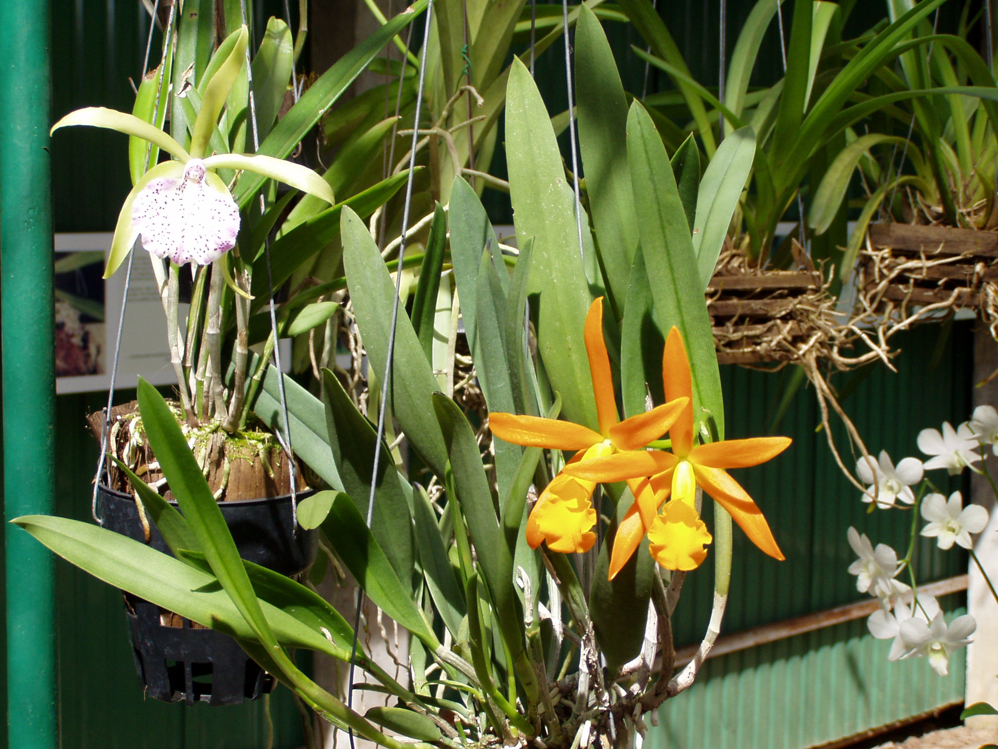 in der Orchid Nursery auf Ko Lanta.JPG