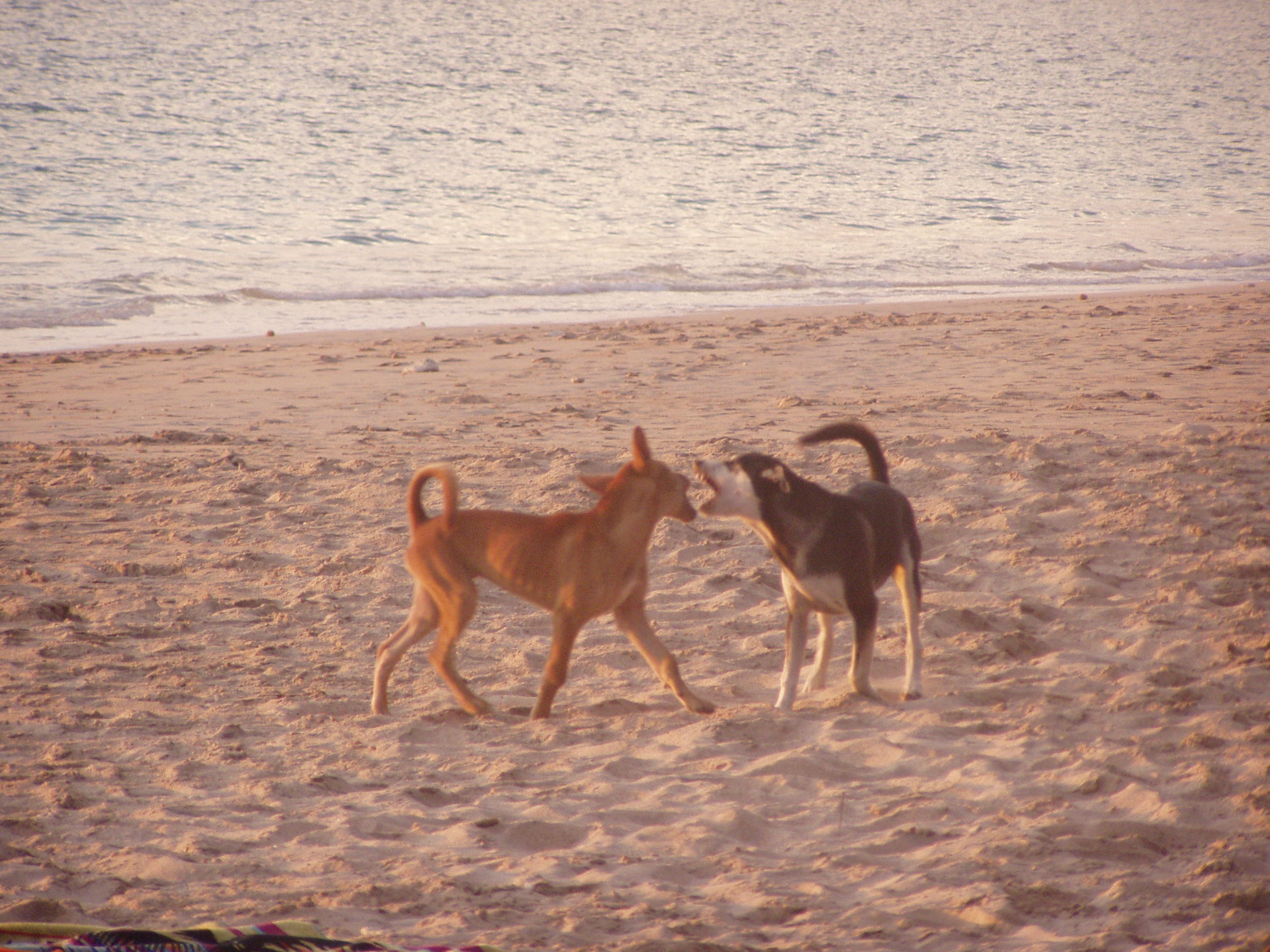 spielende Hunde am Strand.JPG