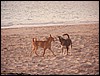 spielende Hunde am Strand.JPG